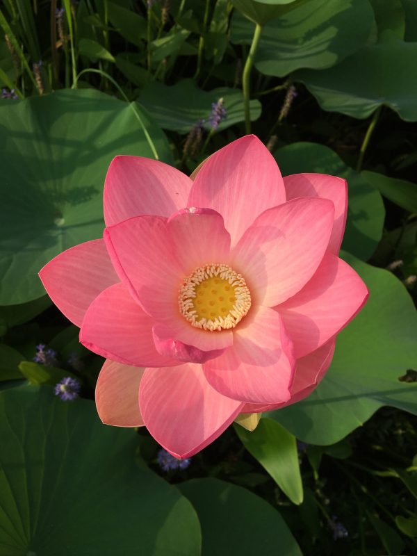 Nelumbo nucifera 'Pink' / Nelumbium speciosum / Nelumbo komarovii / Nymphaea nelumbo - Indian Lotus, Sacred Lotus, Lotus