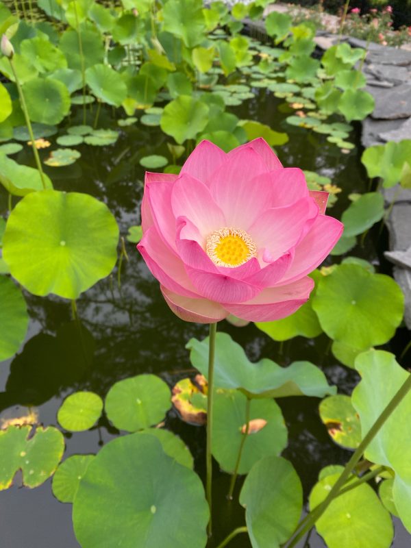 Nelumbo nucifera 'Pink' / Nelumbium speciosum / Nelumbo komarovii / Nymphaea nelumbo - Indian Lotus, Sacred Lotus, Lotus - Image 2