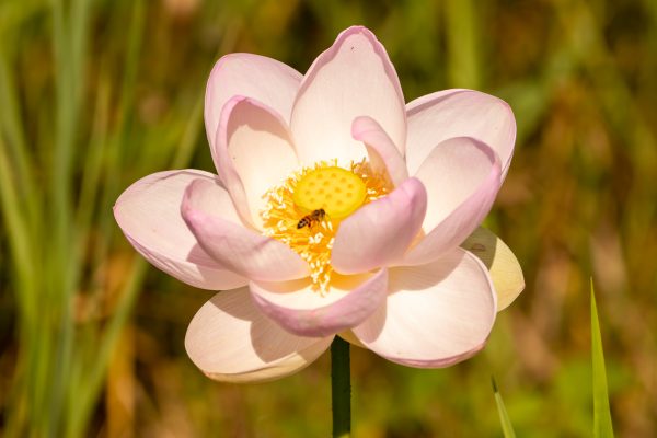 Nelumbo nucifera 'Pink' / Nelumbium speciosum / Nelumbo komarovii / Nymphaea nelumbo - Indian Lotus, Sacred Lotus, Lotus - Image 3
