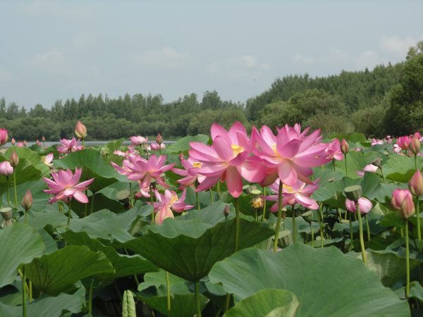 Nelumbo nucifera 'Pink' / Nelumbium speciosum / Nelumbo komarovii / Nymphaea nelumbo - Indian Lotus, Sacred Lotus, Lotus - Image 4