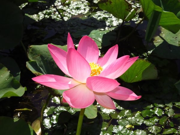 Nelumbo nucifera 'Pink' / Nelumbium speciosum / Nelumbo komarovii / Nymphaea nelumbo - Indian Lotus, Sacred Lotus, Lotus - Image 5