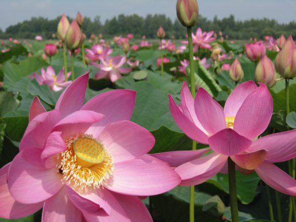 Nelumbo nucifera 'Pink' / Nelumbium speciosum / Nelumbo komarovii / Nymphaea nelumbo - Indian Lotus, Sacred Lotus, Lotus - Image 6