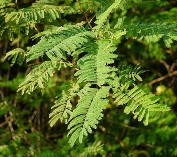 Acacia caesia - Palinja, Incha, Soap bark - Image 3