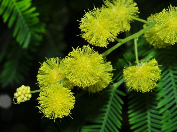 Acacia dealbata - Silver Wattle - Image 2