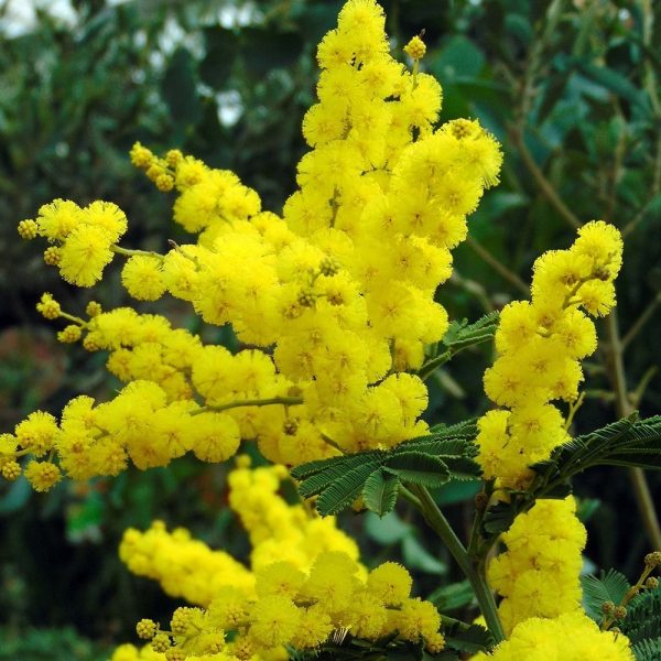 Acacia dealbata - Silver Wattle - Image 3