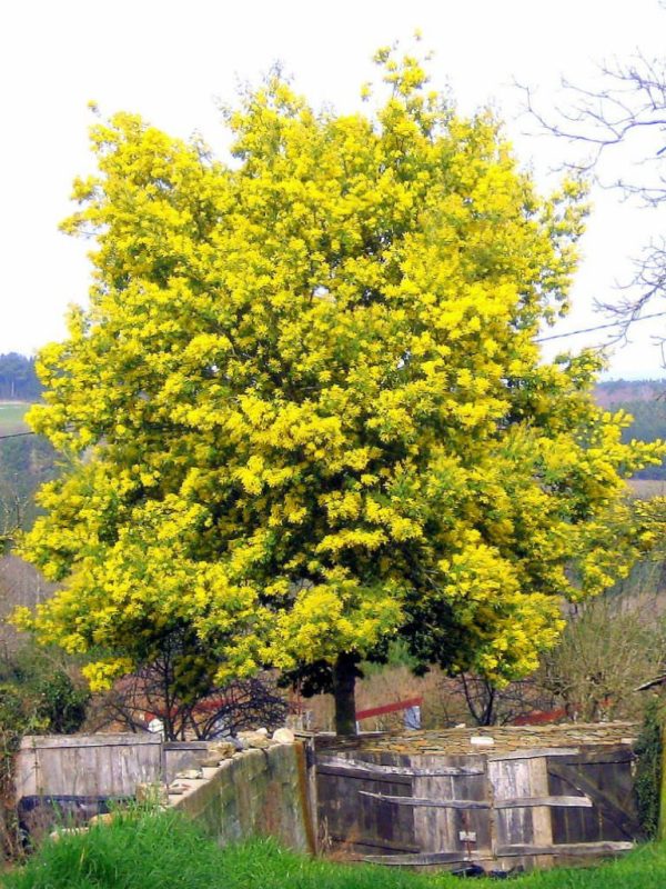 Acacia dealbata - Silver Wattle - Image 4