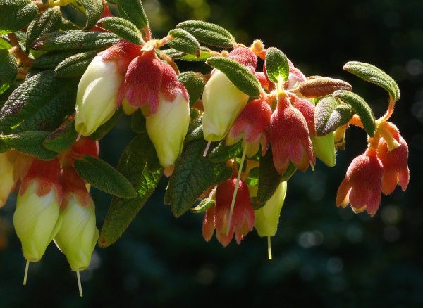 Brachyotum ledifolium - Snow White Princess Flower, Pucachaglla - Image 2