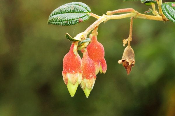 Brachyotum ledifolium - Snow White Princess Flower, Pucachaglla - Image 3