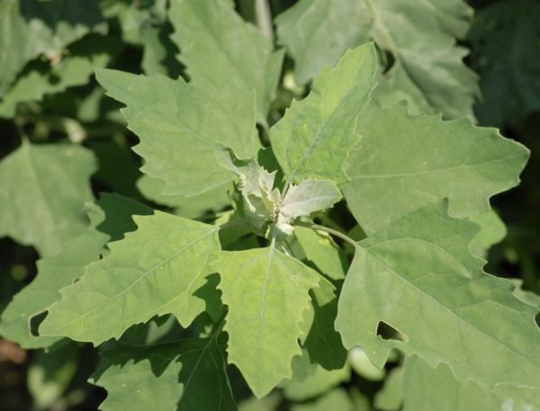 Chenopodium album - Lambs Quarters, Anserina-Branca