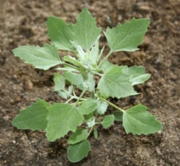 Chenopodium album - Lambs Quarters, Anserina-Branca - Image 2