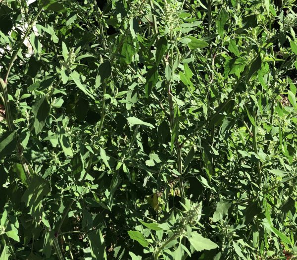 Chenopodium album - Lambs Quarters, Anserina-Branca - Image 3