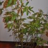 Hibiscus cannabinus - Kenaf, Deccan Hemp, Java Jute - Image 2
