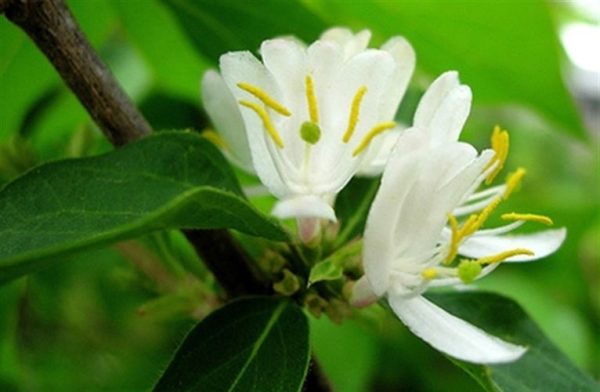 Lonicera fragrantissima - Winter-Flowering Honeysuckle, Fragrant Shrub - Image 3