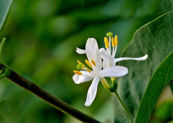 Lonicera fragrantissima - Winter-Flowering Honeysuckle, Fragrant Shrub - Image 4