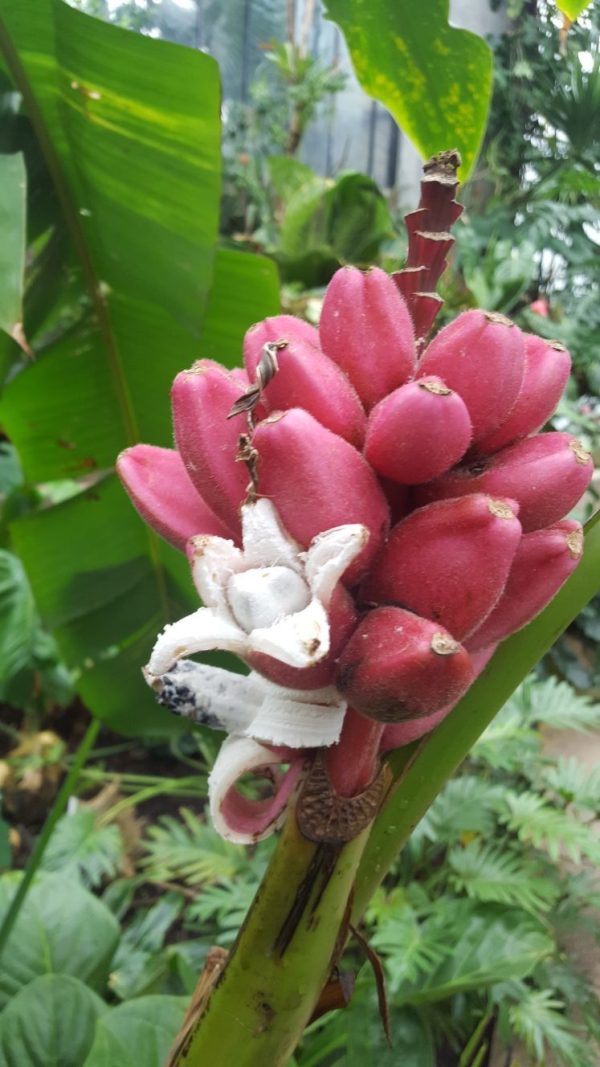 Musa velutina - Pink Dwarf Banana
