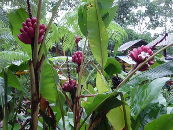 Musa velutina - Pink Dwarf Banana - Image 3