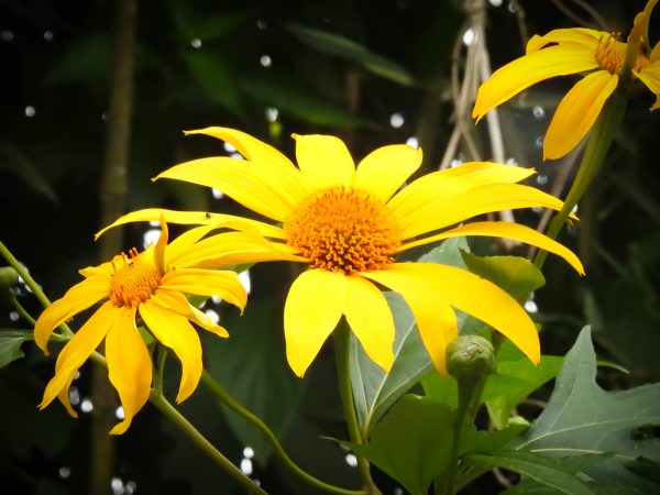 Tithonia diversifolia / Mirasolia diversifolia - Tree Marigold, Mexican Tournesol, Mexican Sunflower, Japanese Sunflower, Nitobe Chrysanthemum, Bolivian Sunflower, Mexican Sunflower, Shrub-sunflower