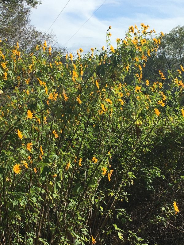 Tithonia diversifolia / Mirasolia diversifolia - Tree Marigold, Mexican Tournesol, Mexican Sunflower, Japanese Sunflower, Nitobe Chrysanthemum, Bolivian Sunflower, Mexican Sunflower, Shrub-sunflower - Image 2