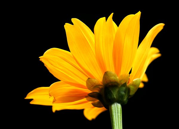 Tithonia diversifolia / Mirasolia diversifolia - Tree Marigold, Mexican Tournesol, Mexican Sunflower, Japanese Sunflower, Nitobe Chrysanthemum, Bolivian Sunflower, Mexican Sunflower, Shrub-sunflower - Image 3