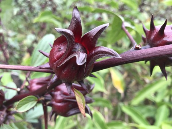 Hibiscus sabdariffa / Sabdariffa rubra / Abelmoschus cruentus - Roselle, Jamaican Sorrel, Florida Cranberry, Indian Roselle, Red Sorrel - Image 4