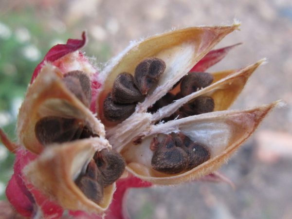 Hibiscus sabdariffa / Sabdariffa rubra / Abelmoschus cruentus - Roselle, Jamaican Sorrel, Florida Cranberry, Indian Roselle, Red Sorrel - Image 7
