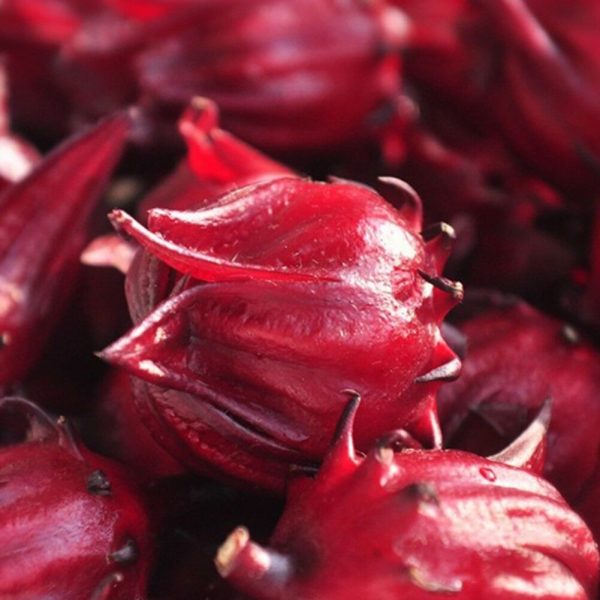 Hibiscus sabdariffa / Sabdariffa rubra / Abelmoschus cruentus - Roselle, Jamaican Sorrel, Florida Cranberry, Indian Roselle, Red Sorrel - Image 15