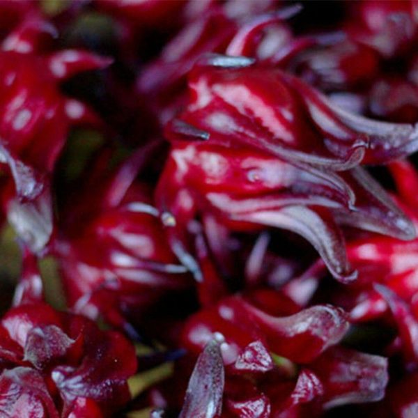 Hibiscus sabdariffa / Sabdariffa rubra / Abelmoschus cruentus - Roselle, Jamaican Sorrel, Florida Cranberry, Indian Roselle, Red Sorrel - Image 16