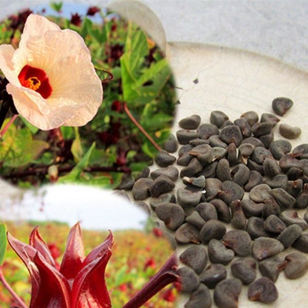 Hibiscus sabdariffa / Sabdariffa rubra / Abelmoschus cruentus - Roselle, Jamaican Sorrel, Florida Cranberry, Indian Roselle, Red Sorrel - Image 20