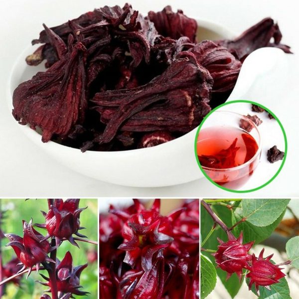 Hibiscus sabdariffa / Sabdariffa rubra / Abelmoschus cruentus - Roselle, Jamaican Sorrel, Florida Cranberry, Indian Roselle, Red Sorrel - Image 21