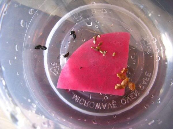 Smoke Primer - Fynbos Germinator Disc - (1 disc) Smoke Infused Paper Disc Germination Aid for - Image 4
