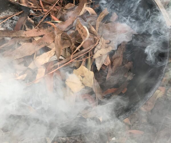 Smoke Primer - Fynbos Germinator Disc - (1 disc) Smoke Infused Paper Disc Germination Aid for - Image 5