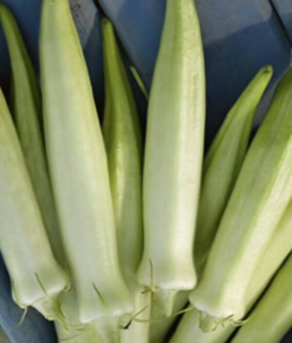 Abelmoschus esculentus 'White Velvet' / Hibiscus esculentus - White Velvet Okra, White Ladies Fingers, Ochro, Okra, Okro, Quiabo - Image 2
