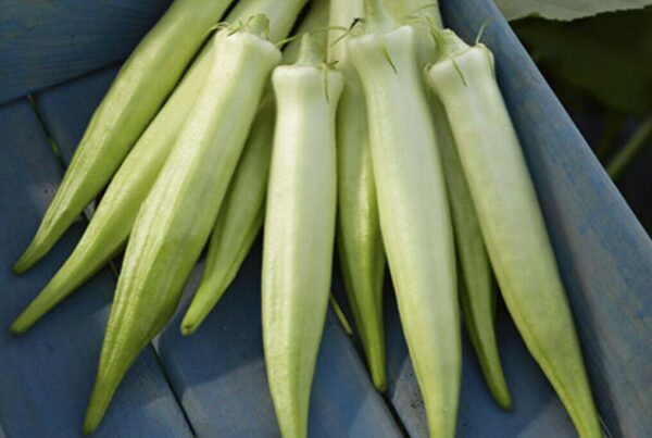 Abelmoschus esculentus 'White Velvet' / Hibiscus esculentus - White Velvet Okra, White Ladies Fingers, Ochro, Okra, Okro, Quiabo - Image 4
