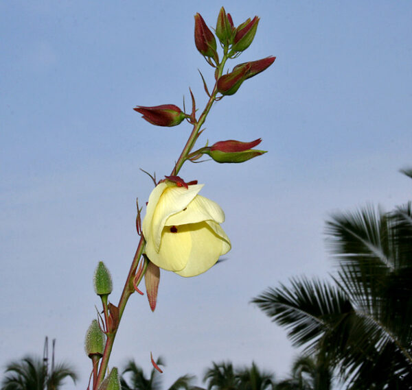 Abelmoschus manihot / Hibiscus manihot - Aibika, Muskmallow, Sunset Hibiscus, Hibiscus Maniho - Image 2