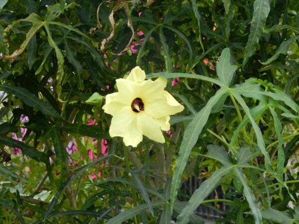 Abelmoschus manihot / Hibiscus manihot - Aibika, Muskmallow, Sunset Hibiscus, Hibiscus Maniho - Image 5