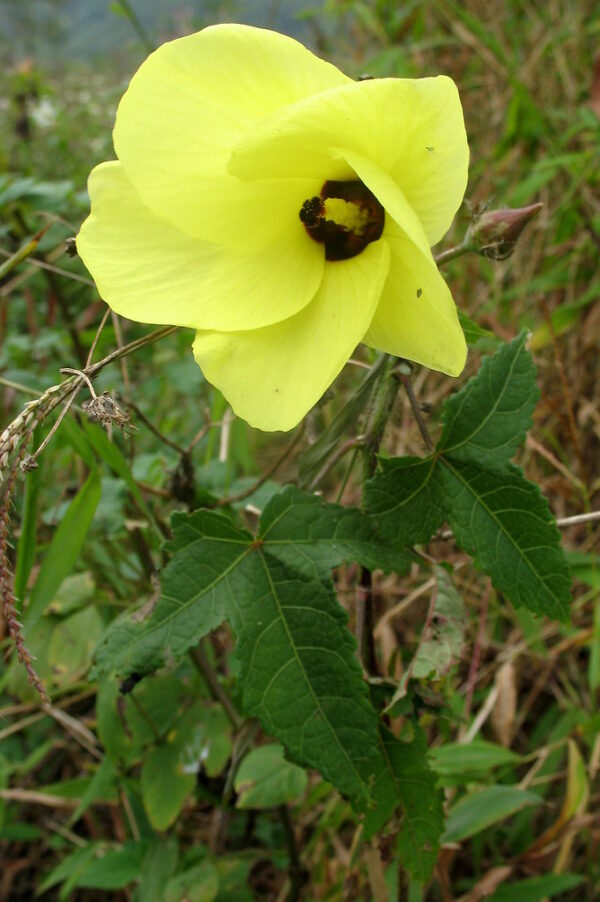 Abelmoschus moschatus - Musk Mallow, Ornamental Okra - Image 4