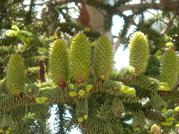 Abies magnifica - California Red Fir - Image 4