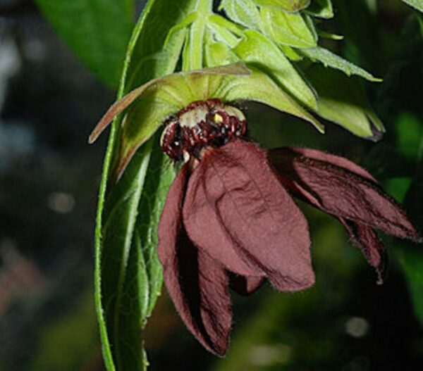 Abroma augusta - Devil s Cotton - Image 2