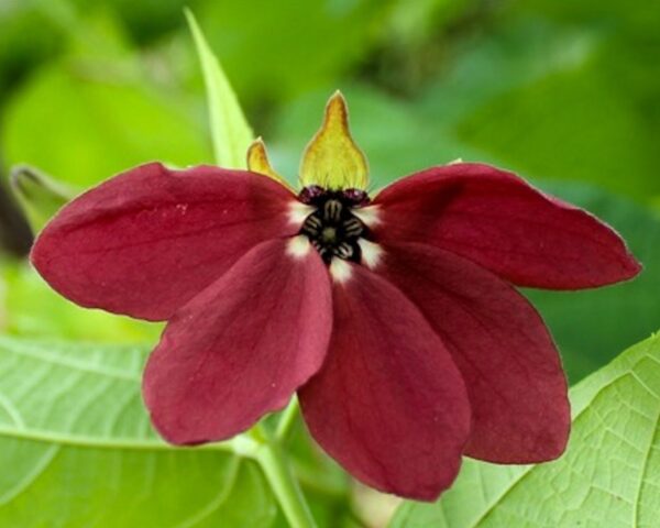 Abroma augusta - Devil s Cotton - Image 3