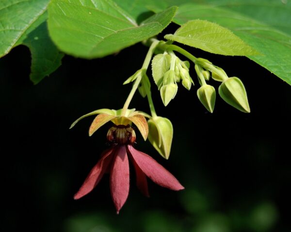 Abroma augusta - Devil s Cotton - Image 4