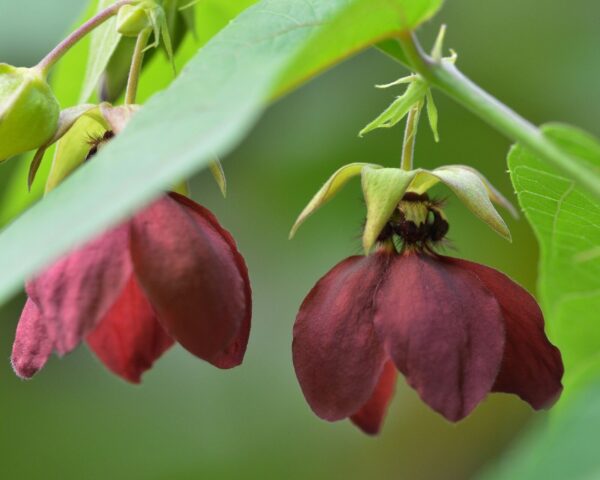 Abroma augusta - Devil s Cotton - Image 5