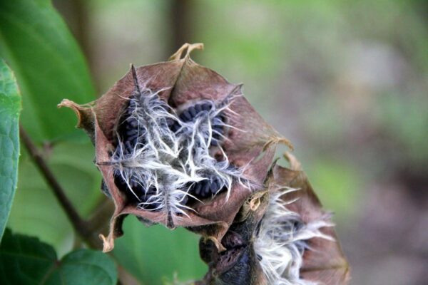 Abroma augusta - Devil s Cotton - Image 8