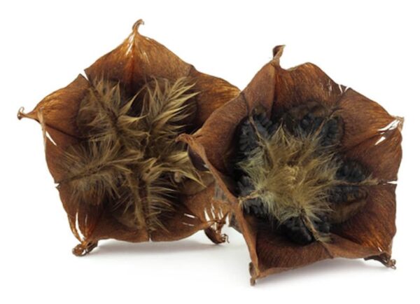 Abroma augusta - Devil s Cotton - Image 9