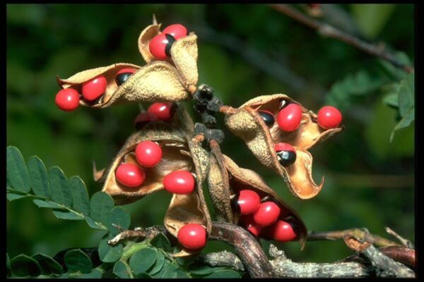 Abrus precatorius - Jequirity Bean, Rosary Pea