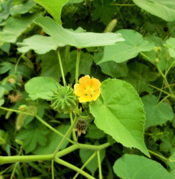 Abutilon indicum - Indian abutilon, Indian mallow - Image 9