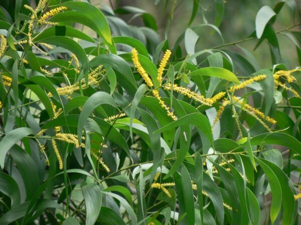 Acacia auriculiformis - Earleaf Acacia - Image 2