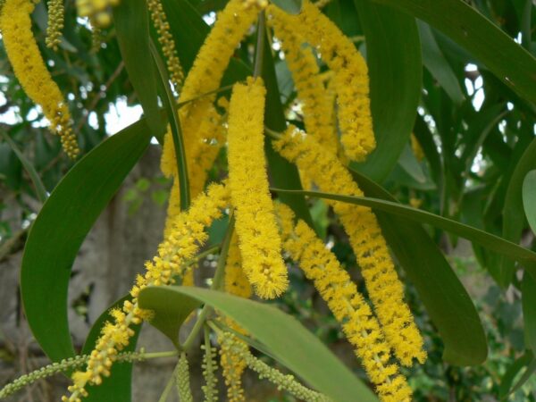 Acacia auriculiformis - Earleaf Acacia - Image 7