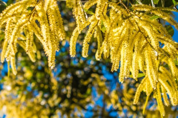 Acacia catechu - Senegalia catechu, Kher, Cachou, Cutchtree, Black Cutch, Black Catechu