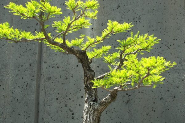 Acacia catechu - Senegalia catechu, Kher, Cachou, Cutchtree, Black Cutch, Black Catechu - Image 5