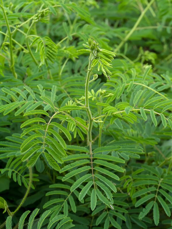 Acacia catechu - Senegalia catechu, Kher, Cachou, Cutchtree, Black Cutch, Black Catechu - Image 6